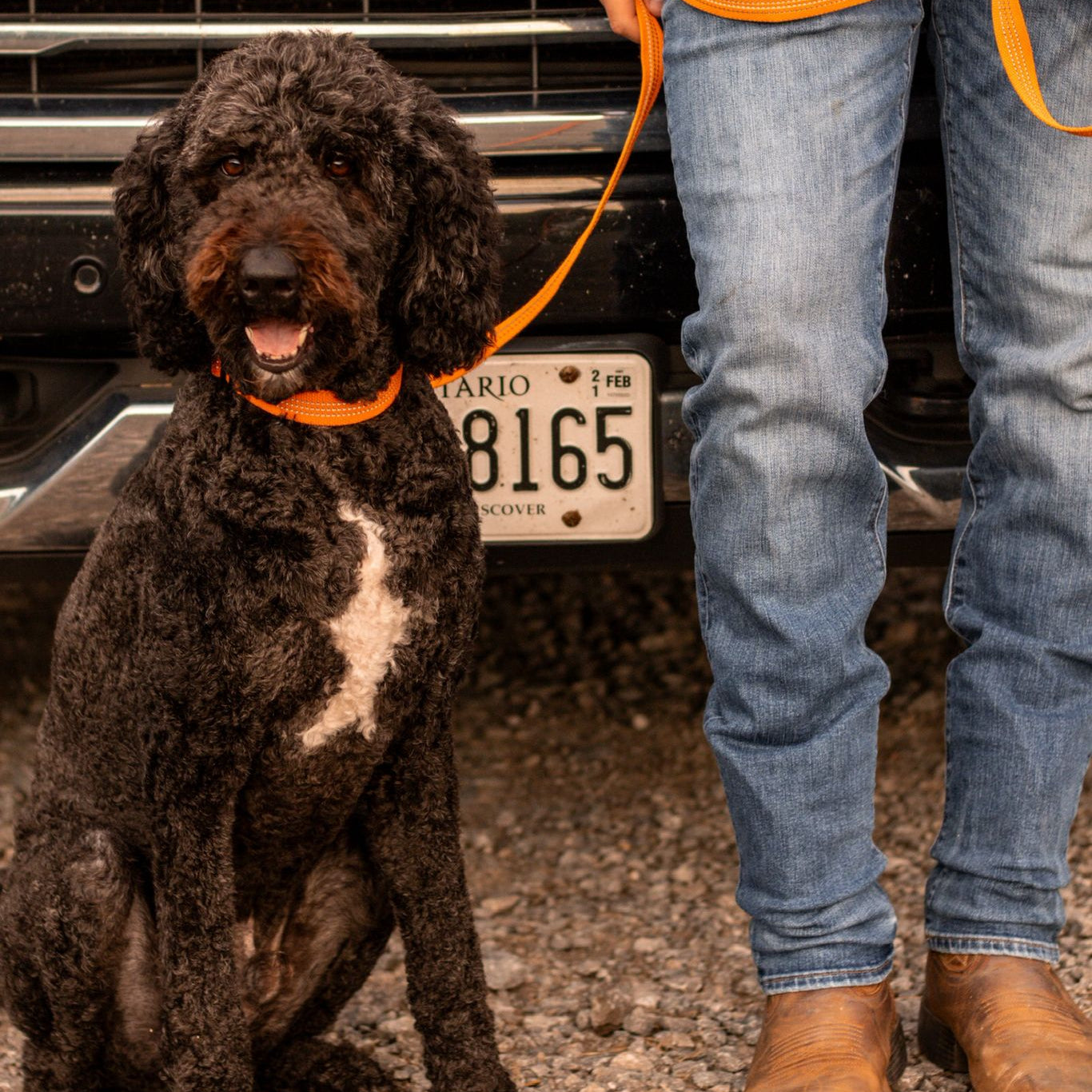 Strengthen and maintain your dog's immune system