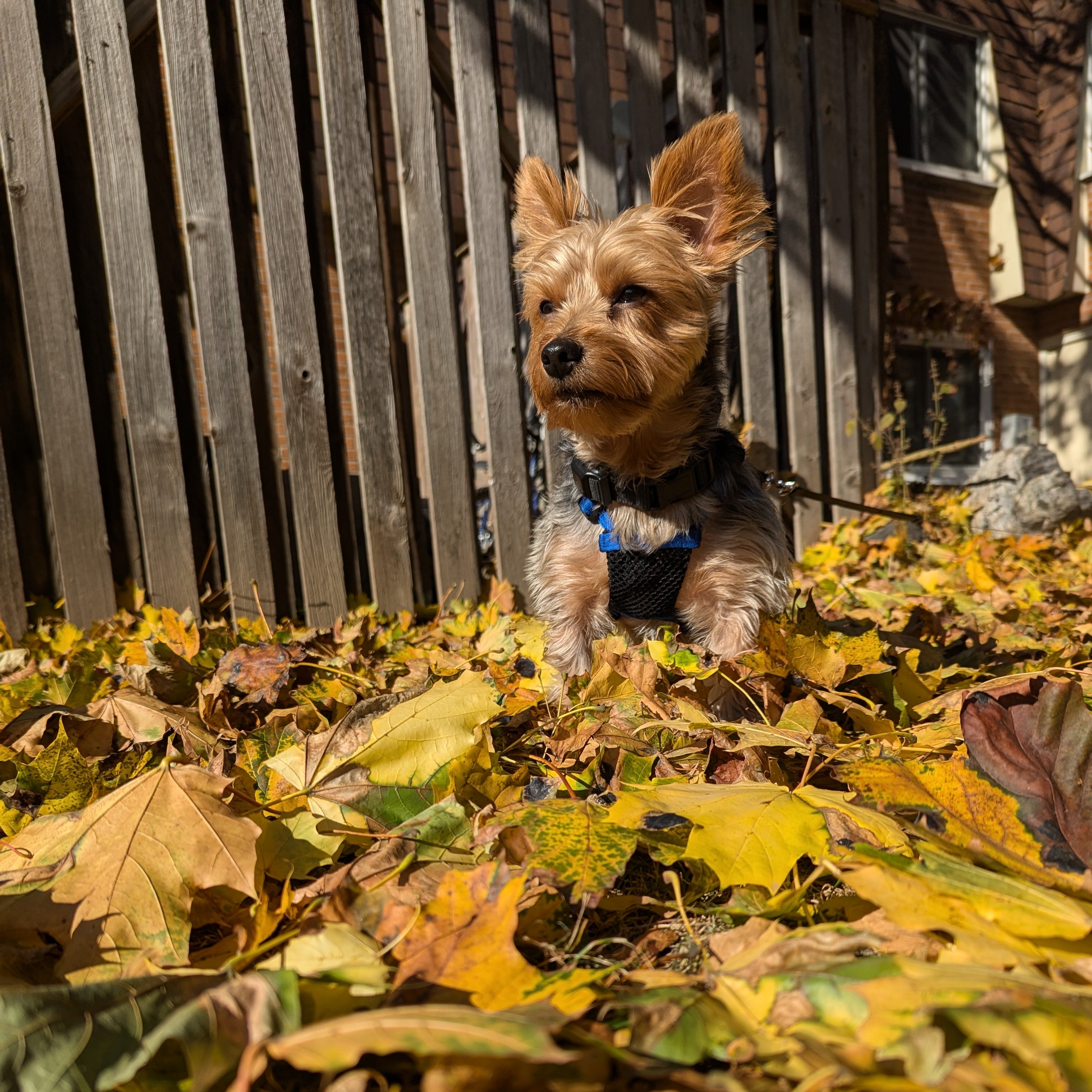 Maintain cognitive function in older dogs